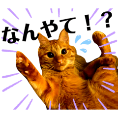 [LINEスタンプ] シンバとチャムとサボとショコラ