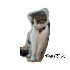 [LINEスタンプ] イッヌ・ネッコスタンプ