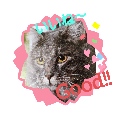 [LINEスタンプ] velieved with cat