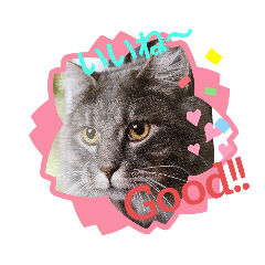 [LINEスタンプ] velieved with catの画像（メイン）