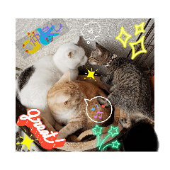 [LINEスタンプ] 猫(=^ェ^=)ファミリー
