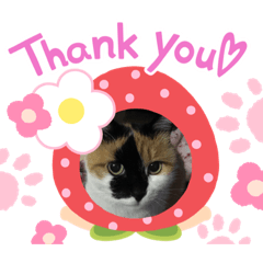 [LINEスタンプ] 三毛猫さくら310