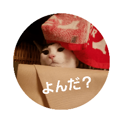 [LINEスタンプ] 二匹ねこ