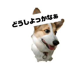 [LINEスタンプ] コーギー ふく2