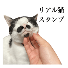 [LINEスタンプ] リアル猫ミュウとミロの日常スタンプ