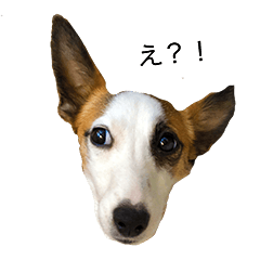 [LINEスタンプ] 白犬ジャックラッセルテリア