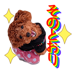 [LINEスタンプ] トイプードル、リリィとランのスタンプ