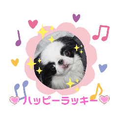 [LINEスタンプ] 日本わんこ狆の可愛い愛のコトダマ日常編④