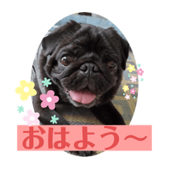 [LINEスタンプ] 黒パグハルさん