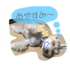 [LINEスタンプ] こっとんちゃん