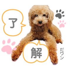 [LINEスタンプ] トイプードル マロン あいさつ