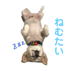 [LINEスタンプ] チワワのルイだよ
