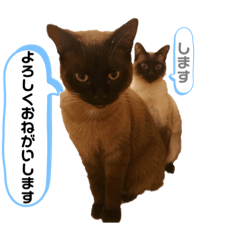 [LINEスタンプ] 空ちゃん海ちゃん2