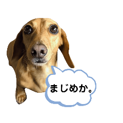 [LINEスタンプ] ダックスダックス dachsdachs