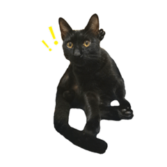 [LINEスタンプ] ボンちゃんは猫だ。