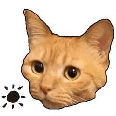 [LINEスタンプ] 小麦という猫からのご挨拶（顔アップ編）