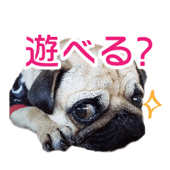 [LINEスタンプ] 吉田さんちのあんずちゃん