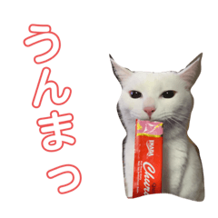 [LINEスタンプ] こふにゃん