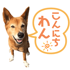 [LINEスタンプ] ビビり犬ミミちゃんのスタンプ【敬語多め】