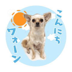 [LINEスタンプ] chiuhauha Bro's