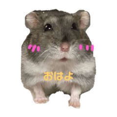 [LINEスタンプ] ハムスター モモ オト