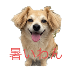 [LINEスタンプ] かわいいくうちゃんナンバー1