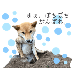 [LINEスタンプ] こつぶ Stray dog