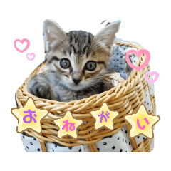 [LINEスタンプ] メイたん スタンプ