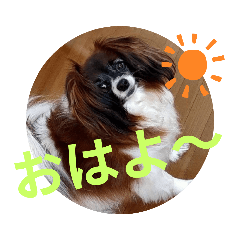 [LINEスタンプ] パピヨン大好き♪