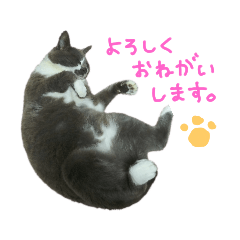 [LINEスタンプ] ハチワレ姉妹とめるちゃん2