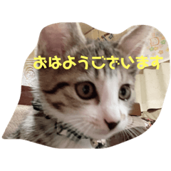 [LINEスタンプ] 子猫の蛍スタンプ