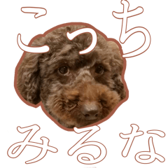 [LINEスタンプ] トイプードルぽん