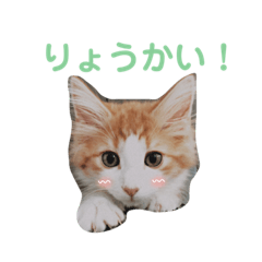 [LINEスタンプ] もふもふノアちゃん