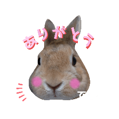 [LINEスタンプ] うさぎのモモくん②