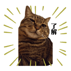 [LINEスタンプ] こってぃーとりーちゃんの尊いスタンプ