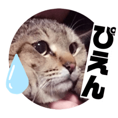 [LINEスタンプ] たきゃもりんんん