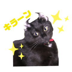 [LINEスタンプ] ぺっとすたんぷ_その3
