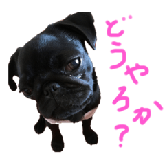 [LINEスタンプ] パグはPUG  vol.8