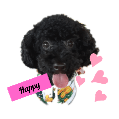 [LINEスタンプ] 黒いトイプー♡ヒロの気持ち