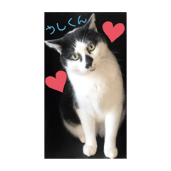 [LINEスタンプ] うしくんです