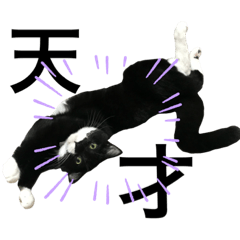 [LINEスタンプ] 青＆紺⑤