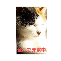 [LINEスタンプ] 第2段 もかジジそら
