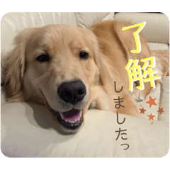 [LINEスタンプ] わんこの日常会話編 Part2