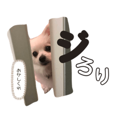 [LINEスタンプ] 犬っ子たちの日々。