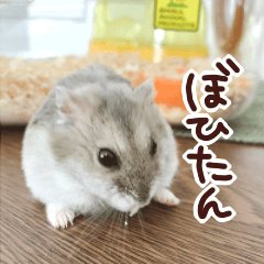 [LINEスタンプ] ハロー！ぼひたん