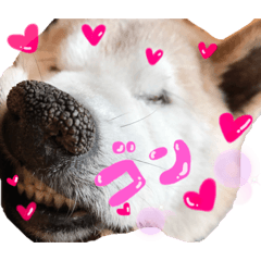 [LINEスタンプ] 犬のゴンちゃん 3