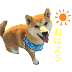 [LINEスタンプ] 銀たんです！