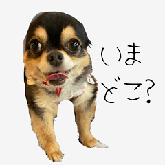 [LINEスタンプ] ふらちゃんスタンプだよ