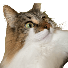 [LINEスタンプ] 表情豊かなノルウェージャン