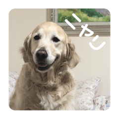 [LINEスタンプ] 【第2弾】ルーシーの日常